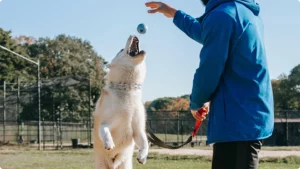 white dog jumping to grab ball