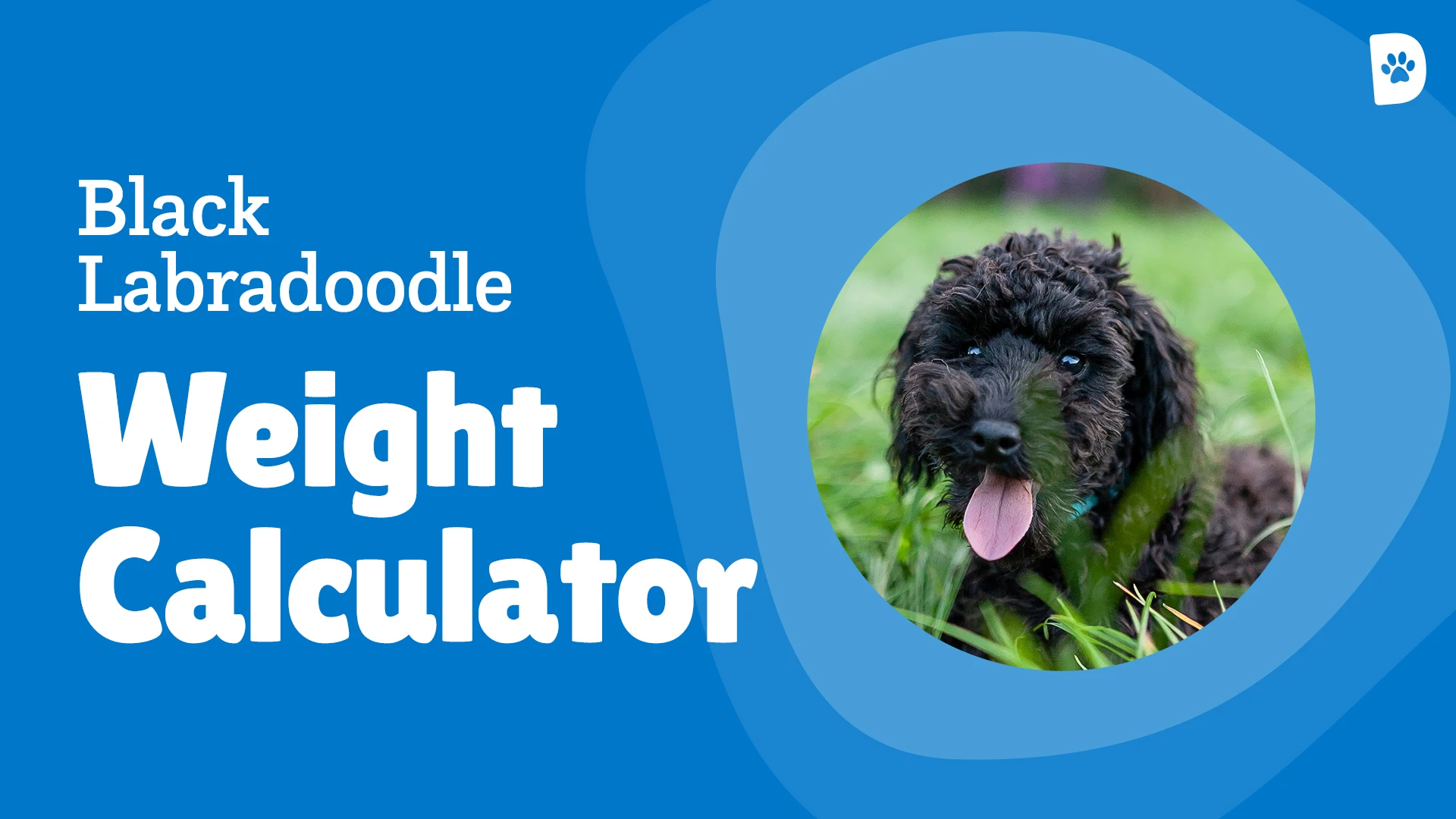 Black Labradoodle Weight Calculator