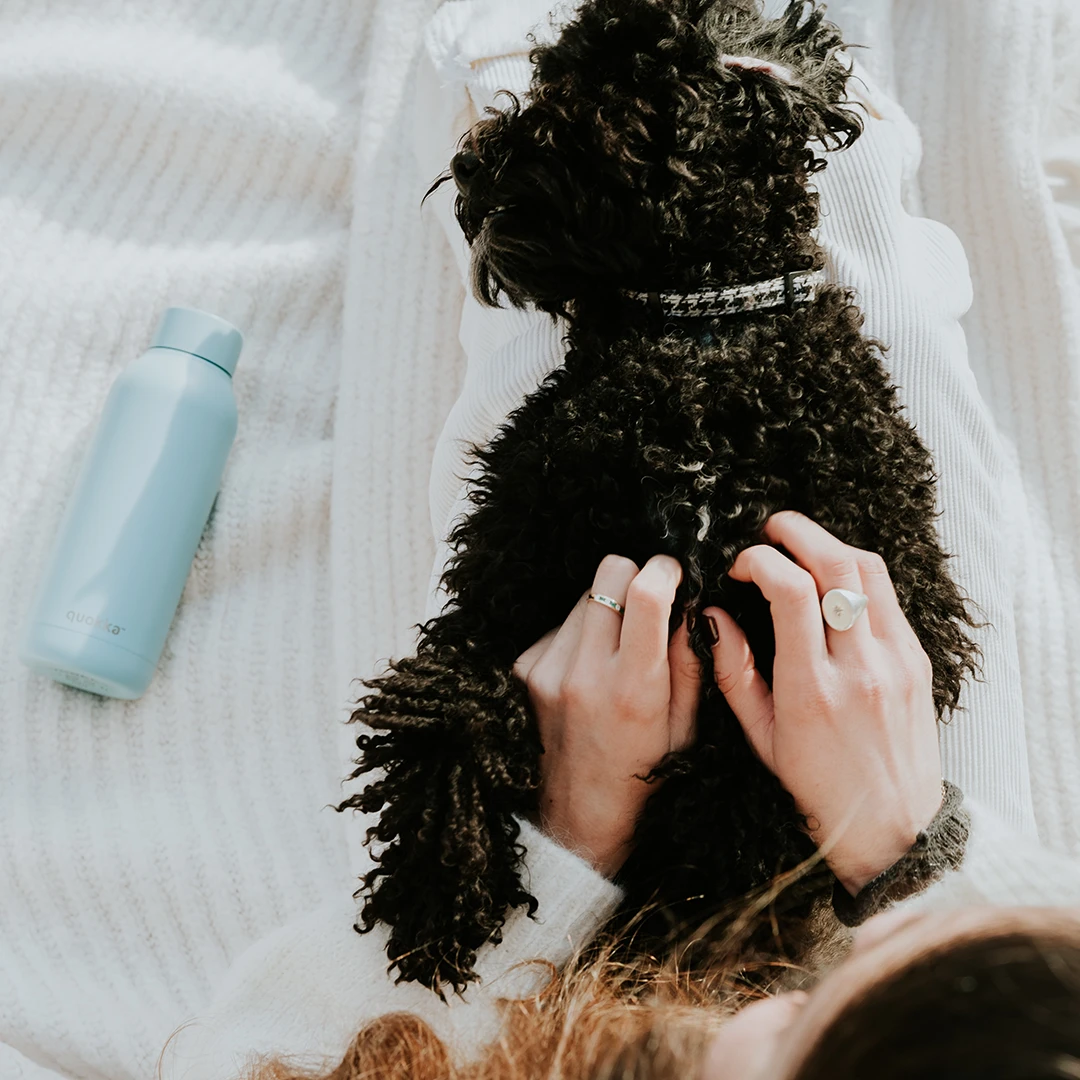 black labradoodle puppy