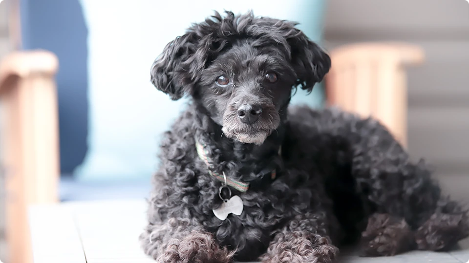 fading black labradoodle