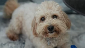 maltipoo dog