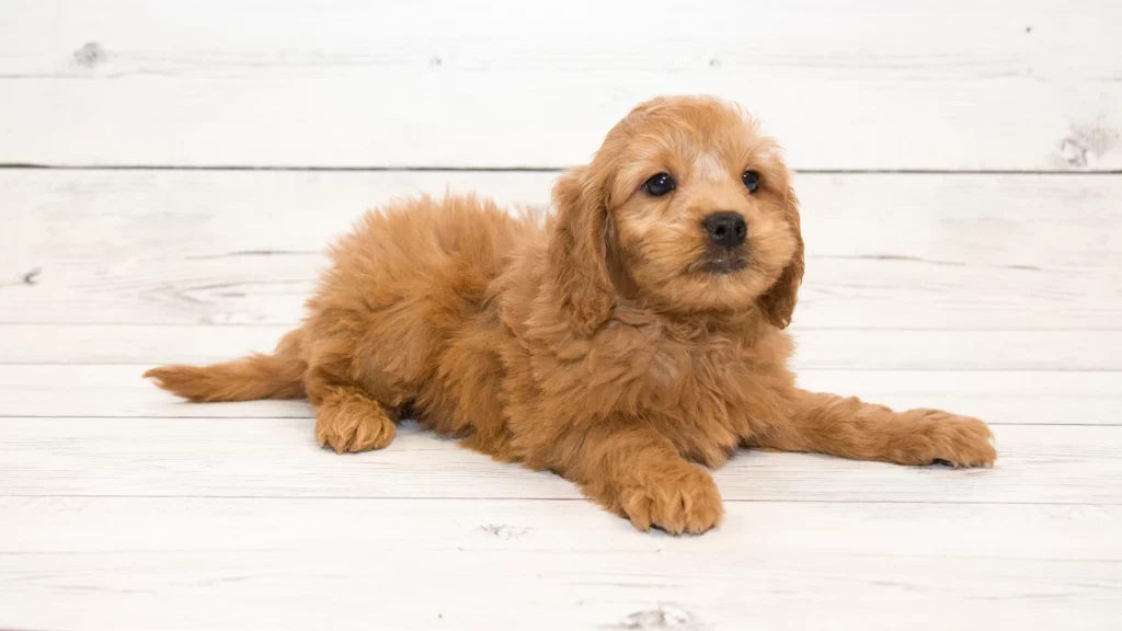 Goldendoodle Puppy Coat